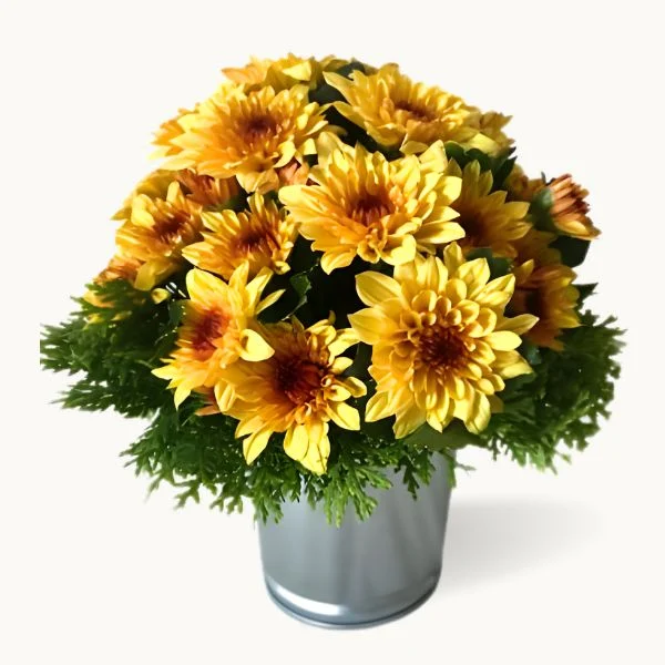 Dendrathemas Daisy Flowers in Tin Pot