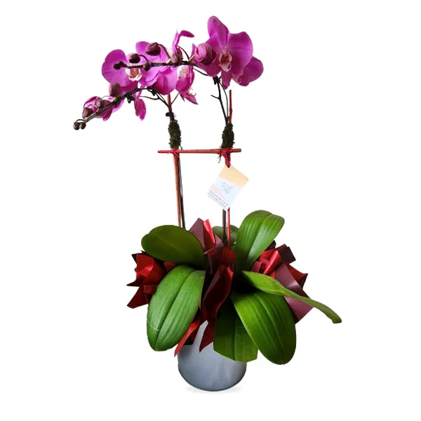 Spring Beauties - Phalaenopsis Orchid Oriental Gift
